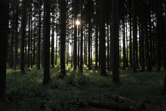 Conifer forest scenic view sunlight © darknightsky