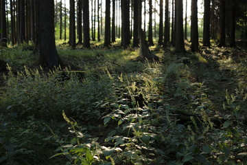 Conifer forest scenic view sunlight