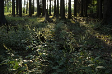 Forest evening scnenery