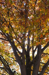 Autumn leaves tree sunny day