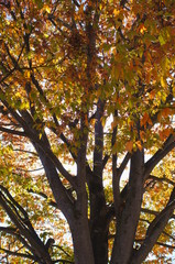 Autumn leaves tree sunny day