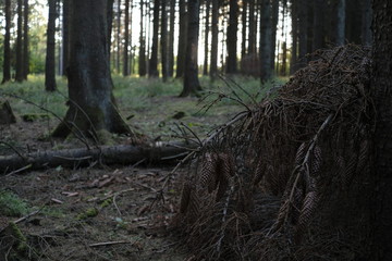 Forest evening scnenery