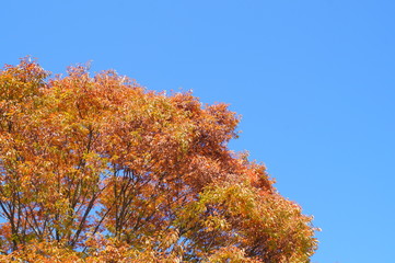 Autumn leaves tree sunny day