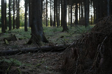 Forest evening scnenery