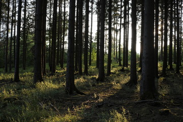Forest evening scnenery
