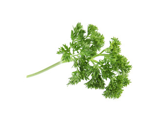 Fresh green organic parsley on white background