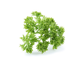 Fresh green organic parsley on white background