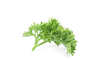 Fresh green organic parsley on white background