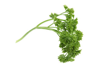 Fresh green organic parsley on white background