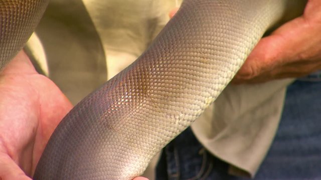 Close up detail shot of the small scales on a solid color python as it is held by a trainer
