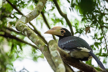 Oriental pied hornbill(Anthracoceros albirostris) stair at us on the branch in nature