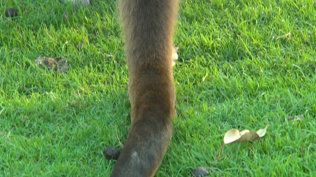 Tilt down along a kangaroo's powerful tail as the kangaroo rests in a grassy field, with feces nearby