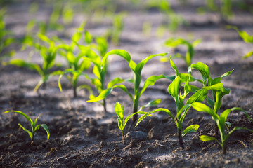 Young shoots of corn closeup.