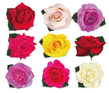 Collection roses on white background. Icon rose. Roses red, beige, purple, pink, coral, yellow, white. 3d realistic roses close up. Beautiful of nine rose. Vector illustration.
