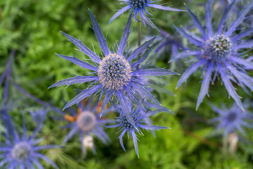 Star-like Flowers Close-up