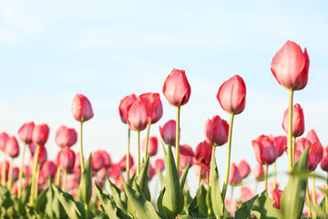 Field with fresh beautiful tulips. Blooming flowers