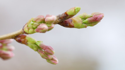 Yoshino Cherry Blossoms Budding Macro Shot