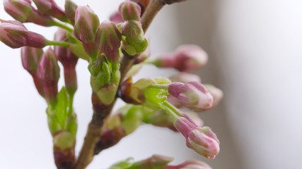 Yoshino Cherry Blossoms Young Macro