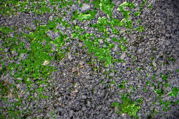 Green grunge rough distress stone background texture