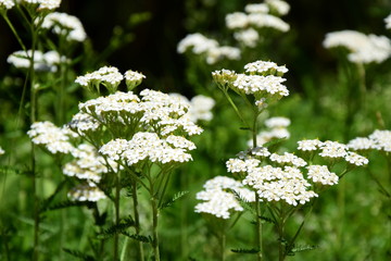Schafgarbe - Bergschafgarbe - Heilpflanze - Pflanzenheilkunde