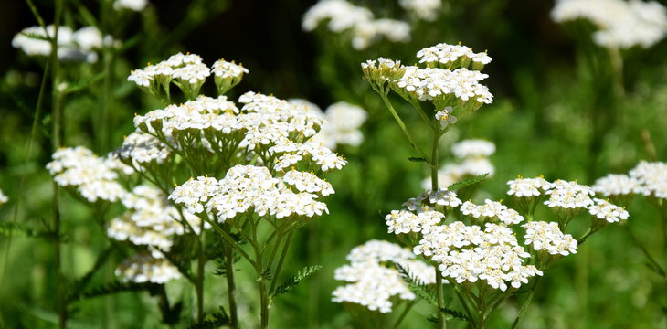Gebirgsschafgarbe - Schafgarbe - Heilpflanze - Heilkraut