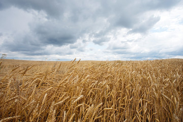 Summer landscape with a spikelets of wheat against the sky