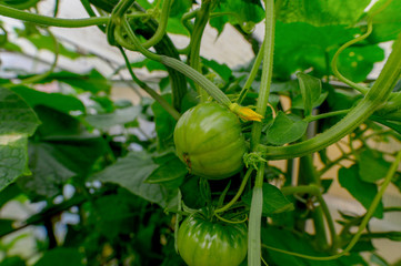 Tomato plants and cucumber plants in a small greenhouse in the garden. Concept: healthy diet or vegetables