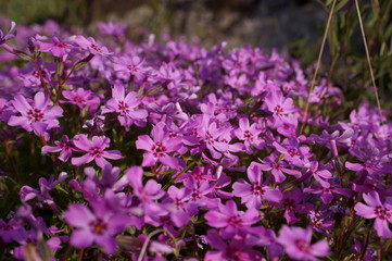 small purple Moss phlox flower's