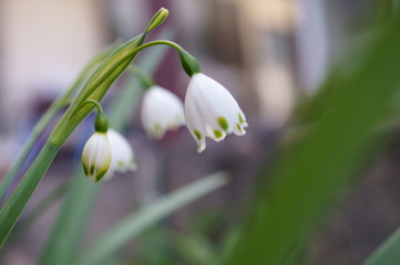 white small lily of the valley