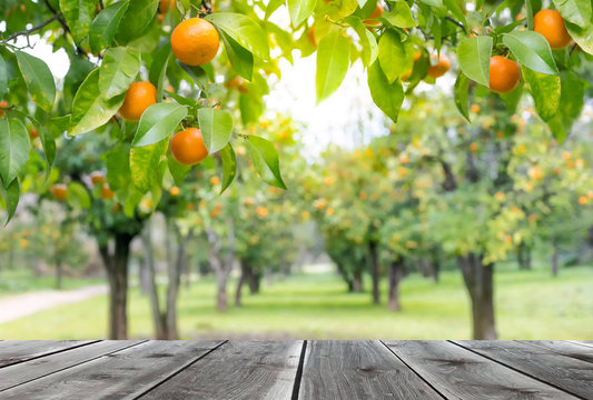 Wood table top with orange trees with fruits in sun light. For montage product display or design key visual layout