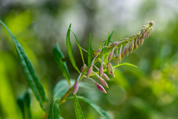 closeup of green grass