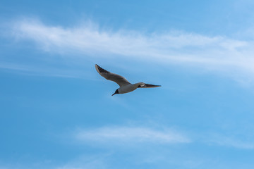 seagull flying in the sky