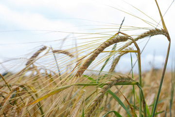 spikelets of wheat against the sky as a harvest