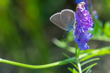 blue butterfly on a flower