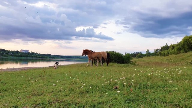 Two brown horses, young foal and mare, with a shepherd dog running on the green grass pasture near the lake in a sunny summer day.