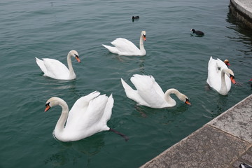Schwäne auf dem See