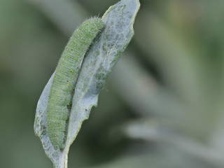 Raupe, Kleiner Kohlweißling, Pieris rapae, als ein Pflanzenschädling