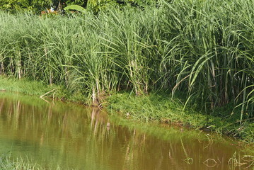 A row of sugar cane plant by the river.