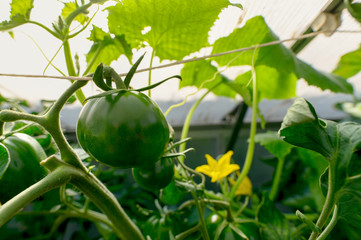 Tomato plants and cucumber plants in a small greenhouse in the garden. Focus on the tomato plant Concept: healthy diet or vegetables