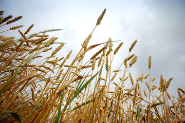 spikelets of wheat against the sky as a harvest