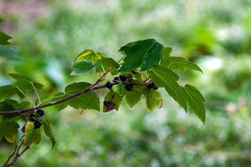 A branch of black currant with leaves and ripe berries, photographed close-up