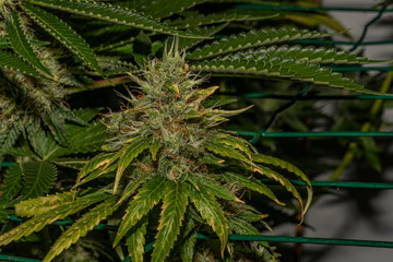 Ripe bloom of Amherst Sour Diesel variety in case under light