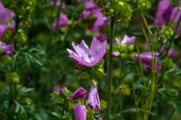 Malva musk (Malva moschata) in the midst of flowering, pink flower photographed close-up