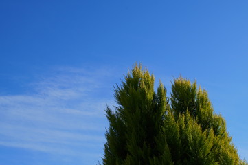 Chinese Arborvitae leaf branch blue sky