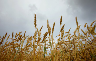 spikelets of wheat against the sky as a harvest