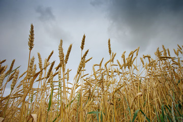 spikelets of wheat against the sky as a harvest