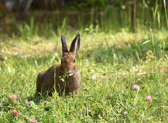 Hare rabbit mouth open eating clover
