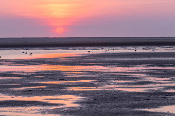 bright orange and pink sunset at the beach. birds flying through the frame.