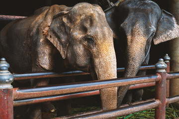 Fototapeta na wymiar two elephants in the zoo