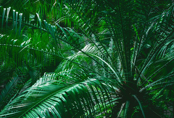 Naklejka na ściany i meble Tropical green leaves on dark background, nature summer forest plant concept